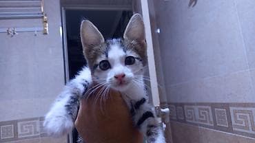 милые котята: Котёнок домашний, короткошёрстный. Описание: - Окрас: бело‑тигровый — 1