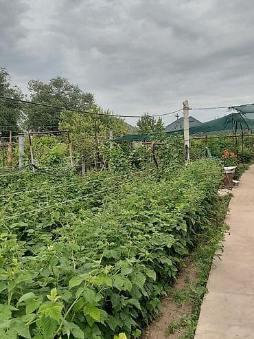 17 соток, Курулуш, Техпаспорт, Кызыл китеп