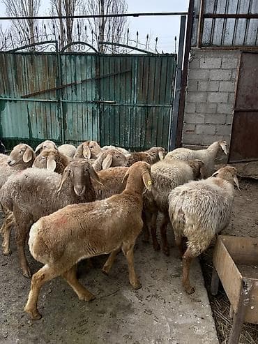 яицо дакан: Продаю | Ягненок | Для разведения — 4