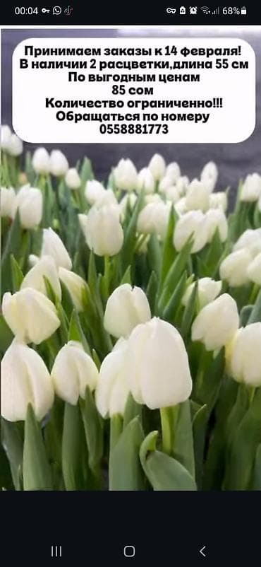 тюльпаны дешево: Тюльпаны к 14 февраля - Срезанные тюльпаны двух расцветок: белые и — 4