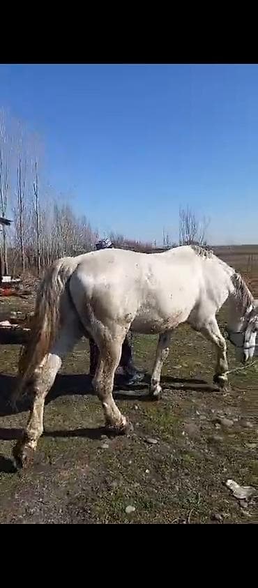 Продаю | Жеребец | Для разведения at lalafo.kg Продаю | Жеребец | Для разведения