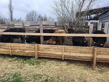 корова швиц алатоо: Продаю | Бык (самец) | Полукровка | На откорм, На забой, Для разведения — 2