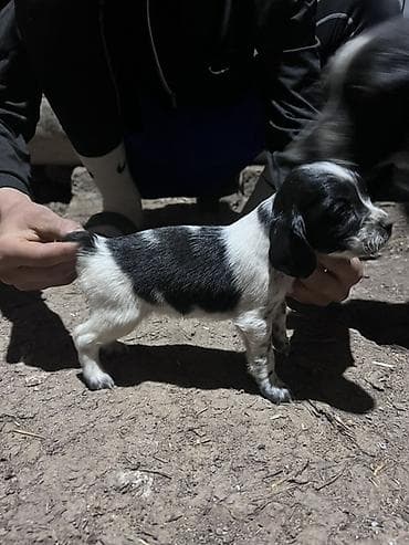 бенгальская кошка домашняя: Щенок, черно-белый окрас с пятнами. Компактное телосложение, короткая — 4