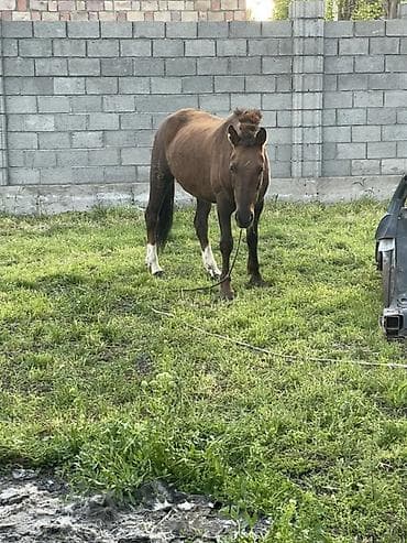 беде пресс: Продаю | Кобыла (самка) | Рабочий — 5