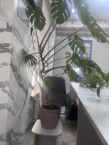Монстера делициоза (Monstera deliciosa) в горшке - Крупное взрослое