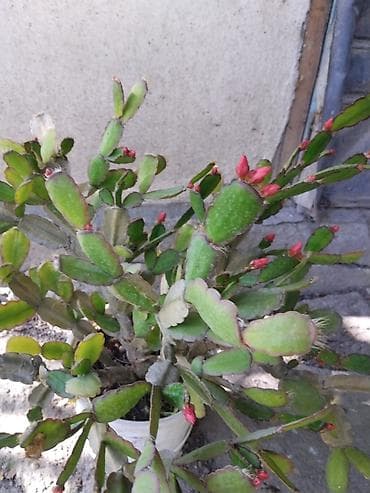 Комнатные растения: Декабрист (Schlumbergera) в горшке - Крупное взрослое растение с — 1