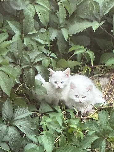 Мышыктар: Котёнок с разными глазами (один голубой, другой тёмный). Окрас — — 2