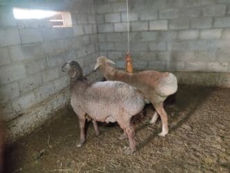 домик для животных: Продаю | Баран (самец) | Полукровка | На забой — 1