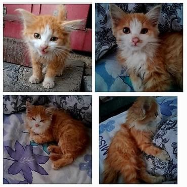 котята добрые руки: Ищем ответственные любящие семьи 🐾 котёнок — 2 месяца: • девочка 🩷 — 1