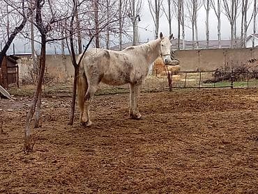 сколько стоит кошка в бишкеке: Продаю | Кобыла (самка) | Для разведения — 7