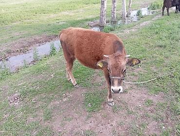 купить рыбу клоуна: Продаю | Музоо, торпок | Полукровка, Швицкая | На откорм | Привязанные — 4