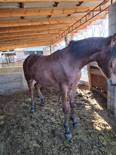 срочно продаю в связи с переездом: Сатам | Бээ (ургаачы) — 6