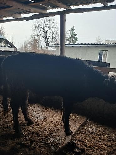 суточный жожо: Продаю | Бык (самец), Музоо, торпок | На откорм — 3