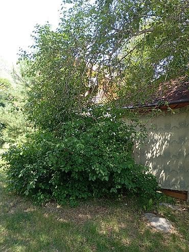 выход к речке: Сдаем дачупо суточно день ночь село кой таш казаны мангал баня все для — 3
