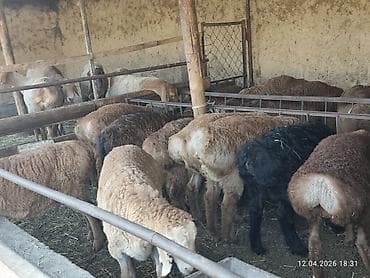 албай ит: Сатам | Козу | Арашан, Аргын | Көбөйтүү үчүн | Асыл тукумдуу — 10