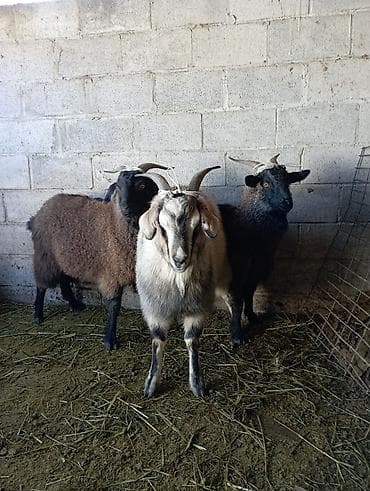 бурские козы: Продаю | Коза (самка), Козёл (самец) | Зааненская — 2