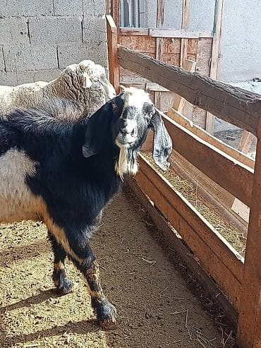 продаю коза: Продаю | Козёл (самец) | Для разведения | Осеменитель — 6