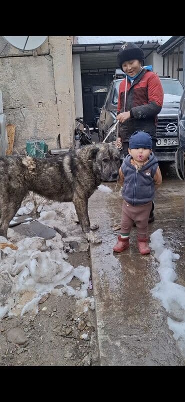 купить собаку доберман: Пастушья/стороживая собака крупного формата (кыргыз добот/старотипная — 11