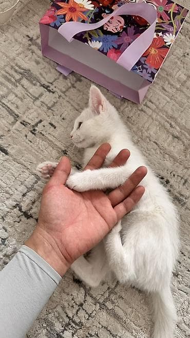 Животные: Отдам котенка 3 месяца в добрые руки (мальчик) К лотку приучен, отдам — 4