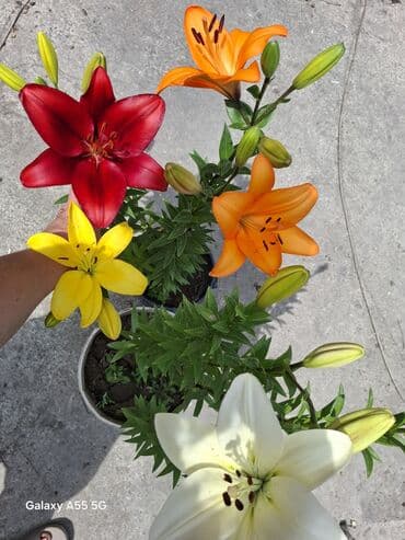 набор кулючи: Продаю луковицы лилии . Цвета разные — 1