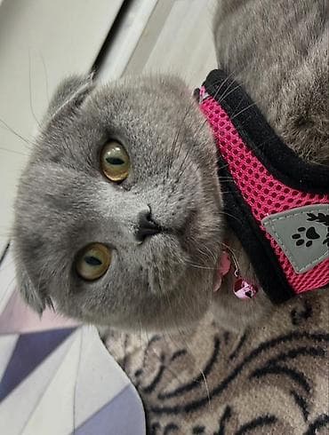 chi su: Скотиш Фолд (Шотландская вислоухая), 1 год, Девочка, Голубой, Приучена к лотку — 1