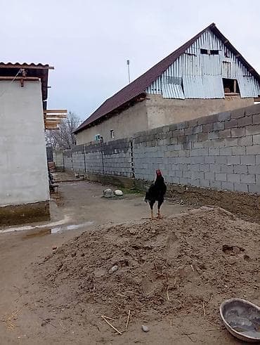 Продаю | Петух | Для разведения