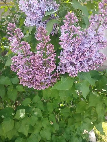 цветы сирень: Сирень садовая (Syringa vulgaris) — декоративные кустарники с крупными — 1