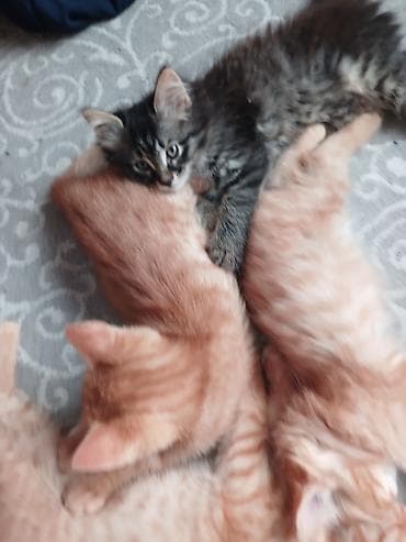 вака: Котята домашние - Описание: милые котята, на фото видно несколько — 1