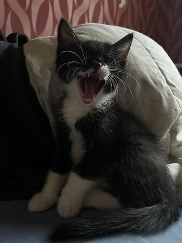 отдам даром попугая жако: 2 месяца, Мальчик, Приучена к лотку — 5