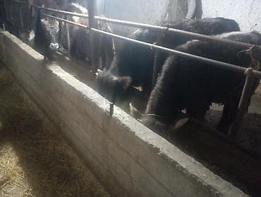 Кошки: Продаю | Бык (самец) — 2