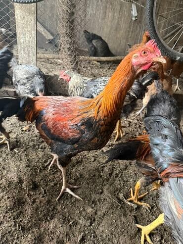 щенки хаски цена бишкек: Продаю | Петух | Для разведения — 4