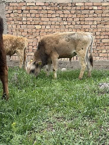 сена тук: Продаю | Музоо, торпок | Полукровка | На откорм — 7