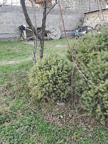 купить кустарники декоративные: Ель (колючая/обыкновенная) декоративная, сформированные кусты и — 4