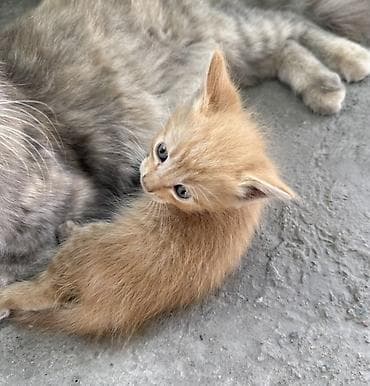 scottish fold: Бесплатнл Отдам в хорошие руки — 2