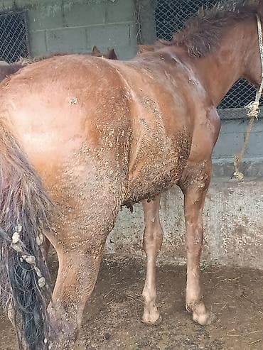 Сатам | Байтал | Жумушка