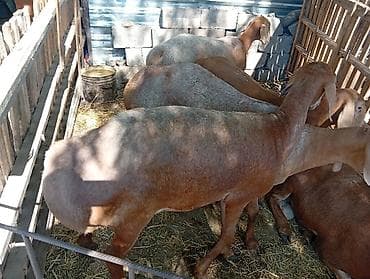кеклик бишкек: Сатам | Ургаачы кой (ургаачы), Кочкор (эркек) | Аргын, Арашан | Союуга, Көбөйтүү үчүн | Жасалма жол менен боозутуу, Ургаачы — 2