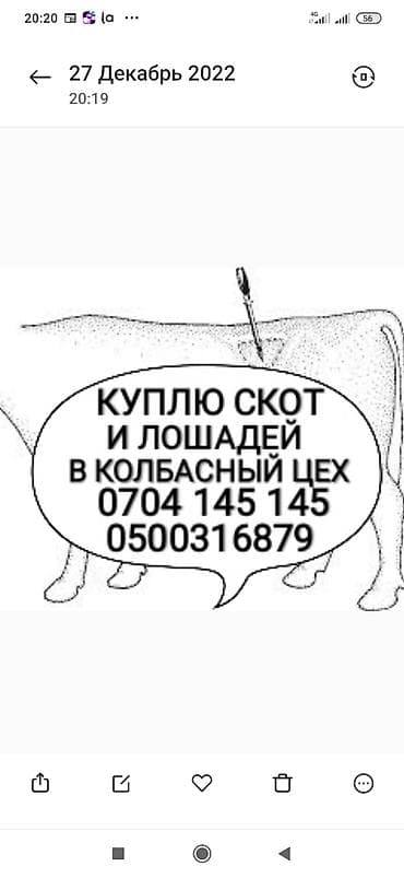 Колбасный цех, Частное лицо : Коровы, быки, Лошади, кони, | Круглосуточно, На откорм, Забитый