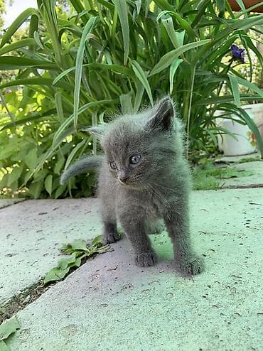 кошки манчкины: Продаются очаровательные котята 🐾🤍 Малыши здоровые, активные, очень — 2