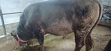 осеменение коров: Продаю | Бык (самец) | Симментальская | Для разведения | Племенные — 5