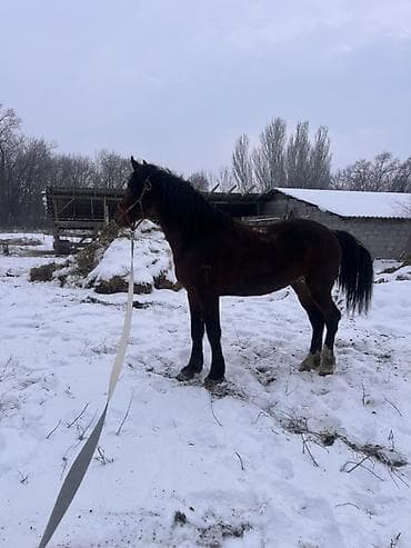 продаются собаки: Продаю | Жеребец | Полукровка | Для разведения | Племенные — 9