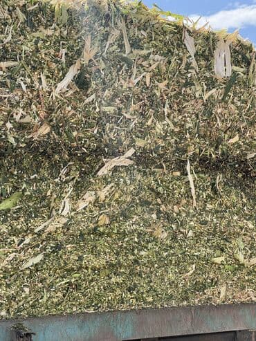 А/ч жаныбарлары үчүн тоюттар: Продаю Силос из кукурузы 4 тонны 
Корм для коровы для откорма бычков — 3