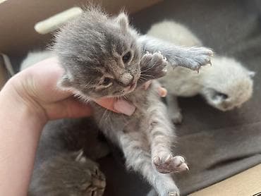 сервал кошка: Котята, помет из нескольких малышей в оттенках серого и кремового — 3