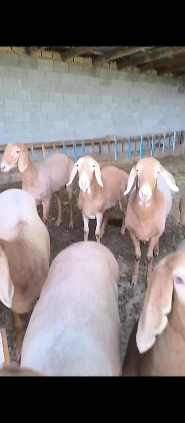 купить гусей в бишкеке: Продаю | Овца (самка) | Арашан | Для разведения | Ярка — 3