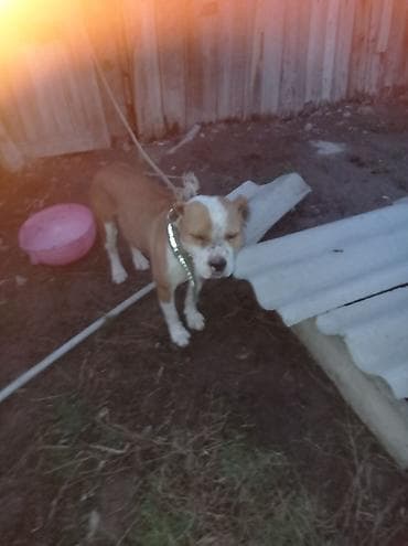 Үй жаныбарлары: Собака среднего размера с короткой шерстью рыже-белого окраса. На фото — 2