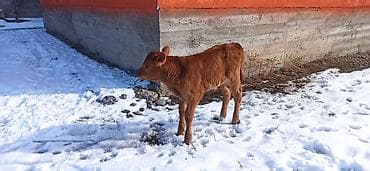 монгол ат: Продаю | Тёлка, Музоо, торпок | Для разведения, Для молока | Искусственник — 4