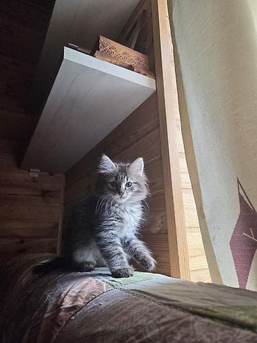 Кошка даром: Беспородная, 2 месяца, Мальчик