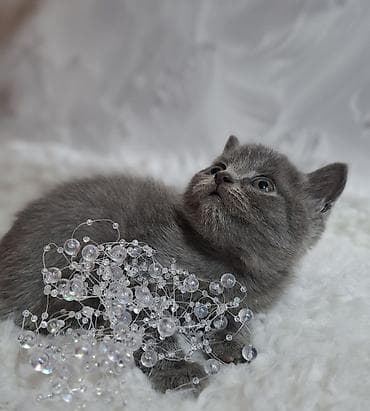 кошка продаётся: Скотиш Страйт (Шотландская прямоухая), 2 месяца, Мальчик, Голубой, Приучена к лотку, Проглистована — 4