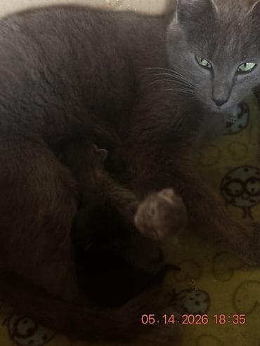 цена сиамской кошки: Котята от домашней кошки серого окраса. Отдаем даром 💗 - Дата — 2
