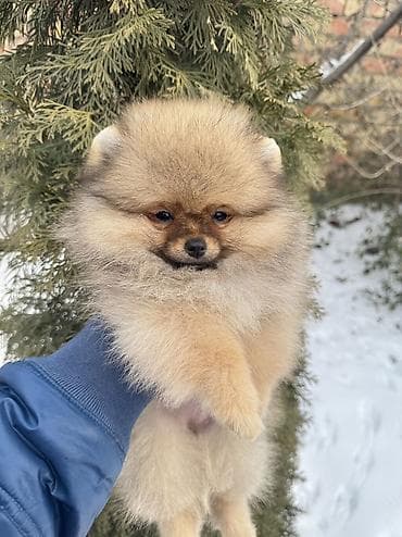 где продаются собаки: Шпиц, 2 месяца, Самка, С родословной — 4