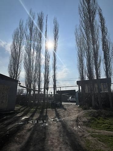 тополь терек: Саженцы — 2